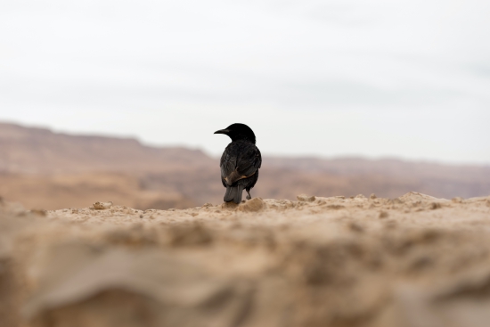 Crow Density Estimation