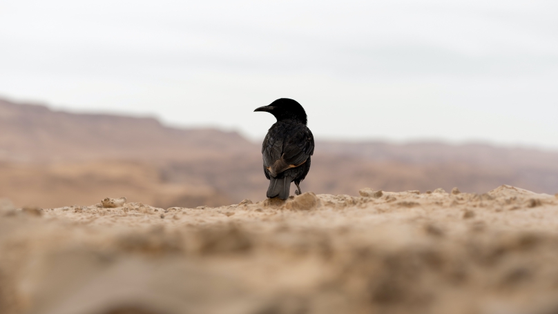 Crow Density Estimation